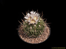 Stenocactus spec. 2494